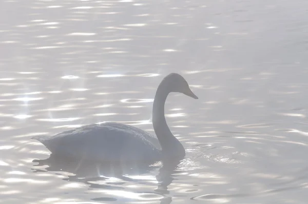 Vista Colorida Cisne Lago Invierno Luz Del Sol Mágica — Foto de Stock