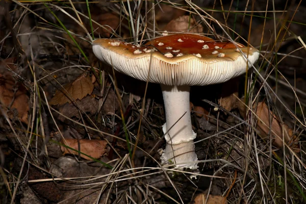 Amanita mushroom forest closeup — Stock Photo, Image