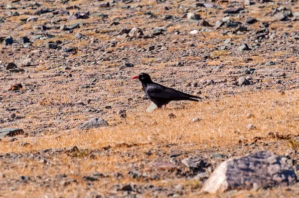 Black Bird Red Curved Beak Red Legs Chough Background Stones — Stock Photo, Image