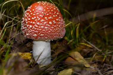 Amanita mantar orman portre