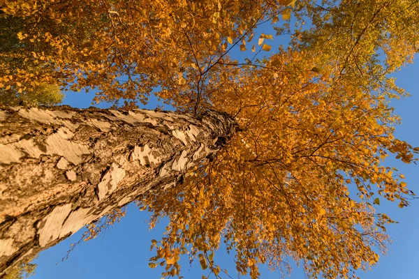 Bříza vysoký Spodní pohled podzim — Stock fotografie