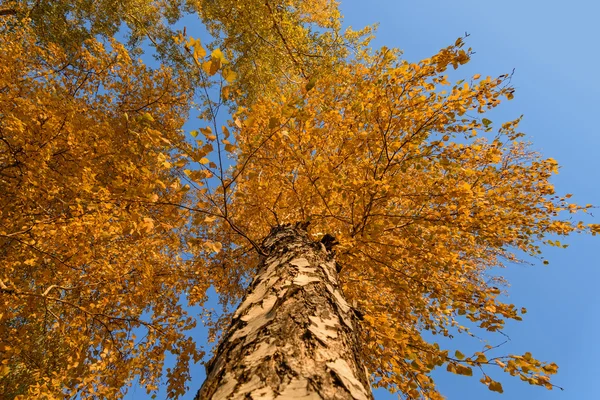 Bříza vysoký Spodní pohled podzim — Stock fotografie