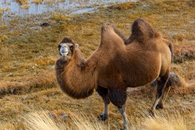 deve portre sıyrık dağlar