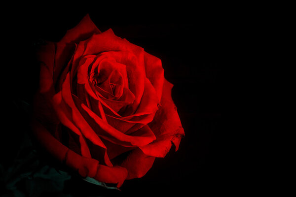 Red rose closeup isolated on a black background