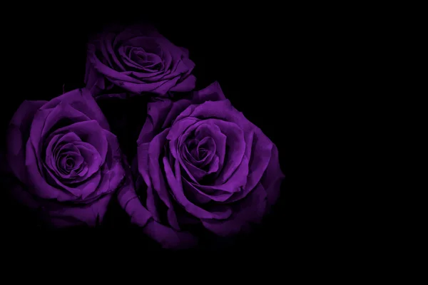 Rosas lila fondo negro Imágenes de stock libres de derechos