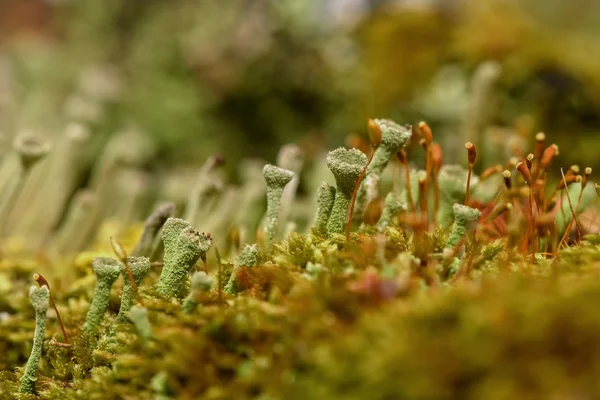 Moss schimmel macro achtergrond slime — Stockfoto