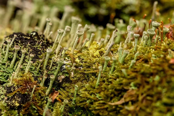 緑の苔とぼやけて背景に種子 粘菌のクローズ アップのカラフルな抽象的な自然の背景 — ストック写真