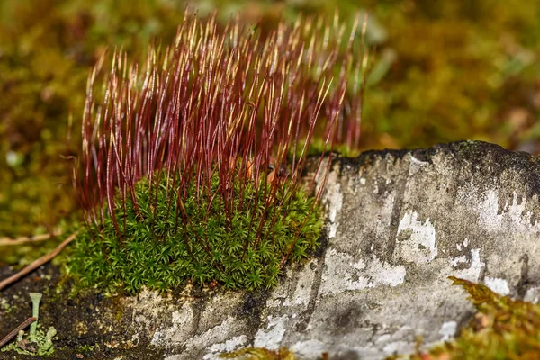 Moss mantar makro arka plan kaynaklanıyor — Stok fotoğraf