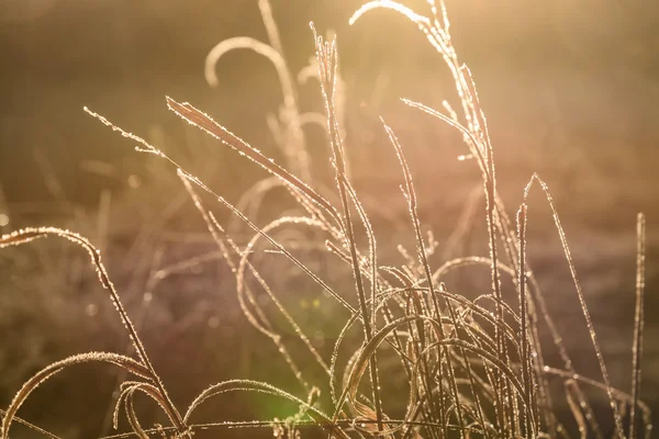 Sunset grass frost light background — Stock Photo, Image