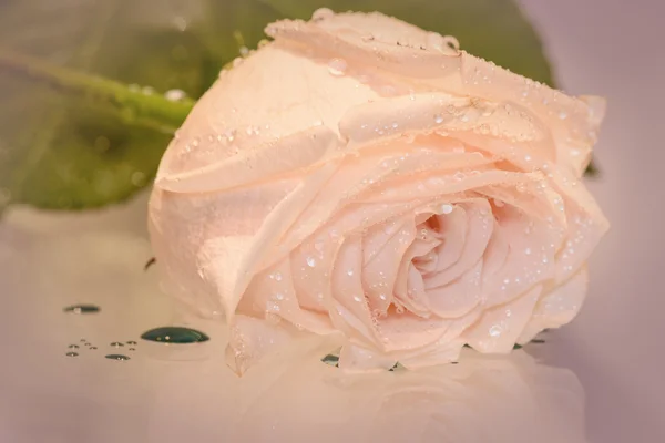 ピンクのバラ水の滴 — ストック写真