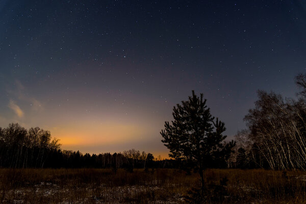 star sky forest trees