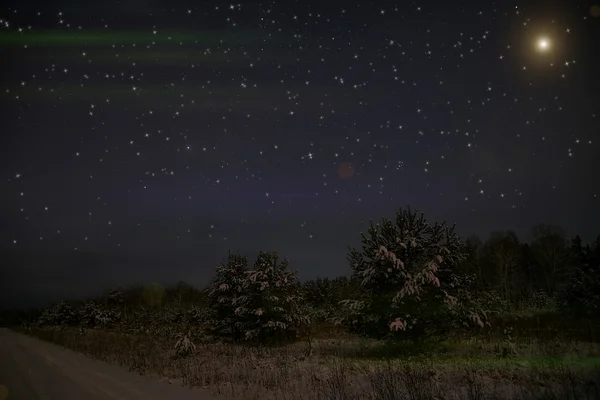 Escena Nocturna Con Árboles Navidad Cubiertos Nieve Bosque Invierno Fondo — Foto de Stock