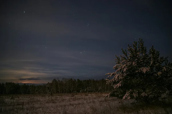 Abeto bosque noche nieve estrellas —  Fotos de Stock