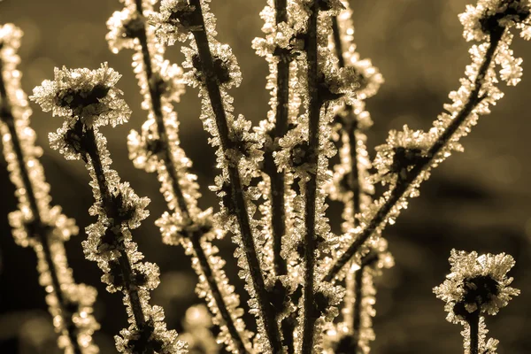 Kristaller snöflinga is frost snö — Stockfoto