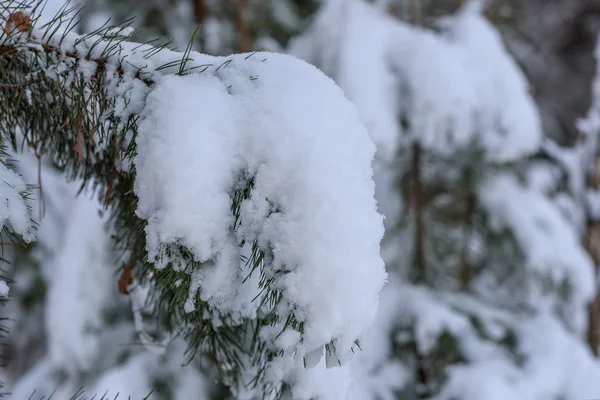 Ялинова гілка зимовий сніг — стокове фото