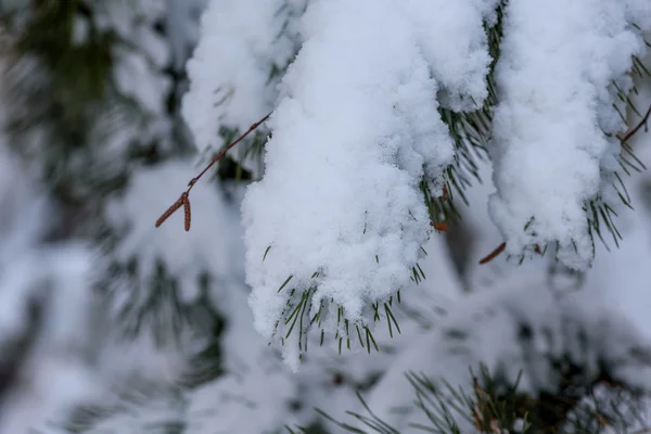 Smrkové větvičky zimní sníh — Stock fotografie