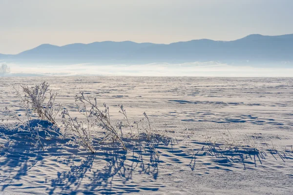 Pole trávy frost Sněhurka — Stock fotografie