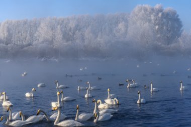 Kuğu Gölü sis kış kuşlar