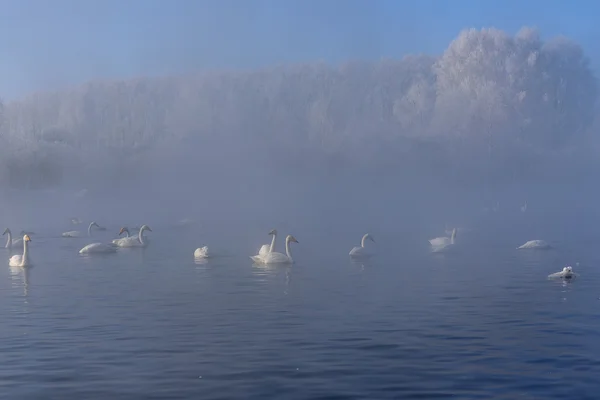 Cigno lago nebbia inverno uccelli — Foto Stock
