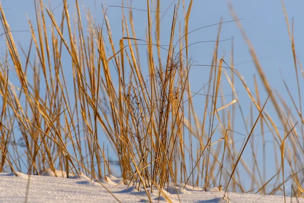 Suché trávy sněhová pole — Stock fotografie