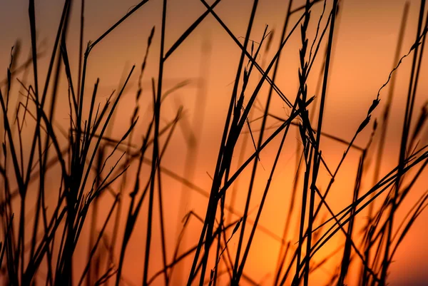 Beautiful Winter Abstract Background Dry Grass Snow Bright Orange Sunset — Stock Photo, Image