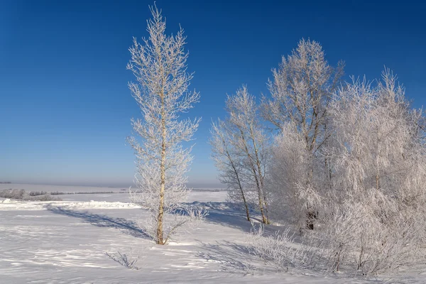 Winter Bäume Schnee Frost Raureif — Stockfoto