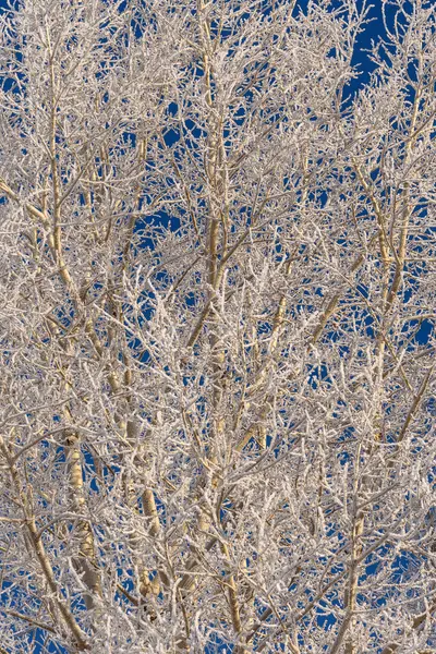 Winter trees snow frost hoarfrost — Stock Photo, Image