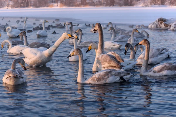 Swan lake winter birds fight — Stock Photo, Image