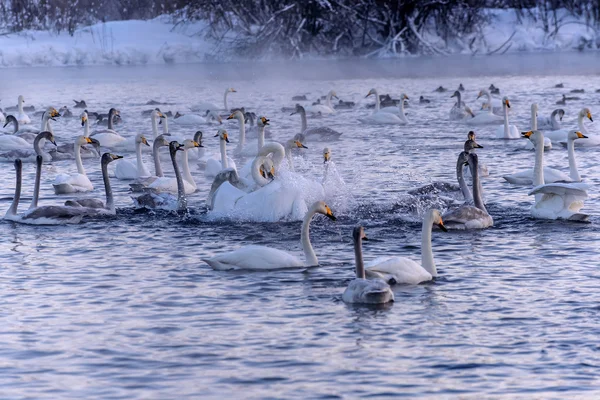 Swan lake winter birds fight — Stock Photo, Image