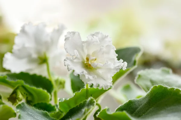 Flor blanca violeta — Foto de Stock