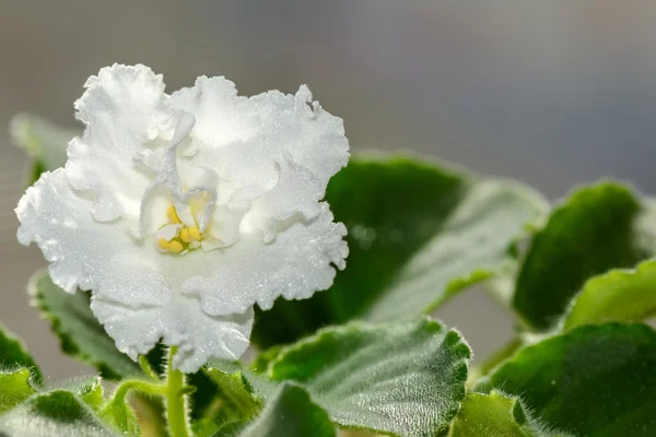 Flor blanca violeta — Foto de Stock