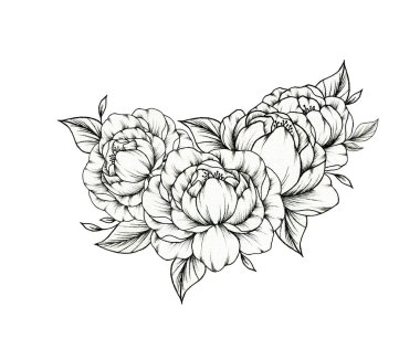 El çizimi şakayık buketi beyaz, çiçekli ve yapraklı botanik yapraklı izole edilmiş, bahar çiçeklerinin siyah çizgi çizimi 