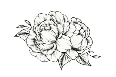 Beyaz, siyah ve beyaz çiçekli, şakayık çiçekleri ve yapraklı, botanik siyah eskiz.