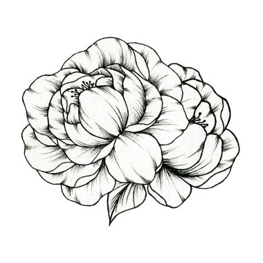 İki el çizilmiş şakayık çiçekleri, çizgili çizgili botanik çiçek kompozisyonu, beyaz üzerine izole edilmiş çiçek şakayıkları.