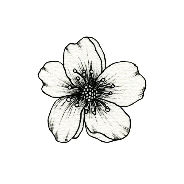 花のデザインや花の装飾のための素晴らしい白 野生の花の植物学的なイラスト 美しい黒い花のスケッチ要素に孤立したシンプルな花を描きました — ストック写真