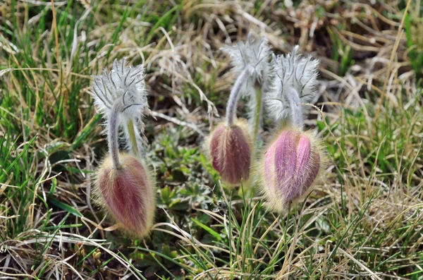 Alpine Pulsatilla-bloem — Stockfoto