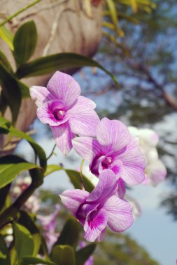 ağaç üzerinde pembe orkide.
