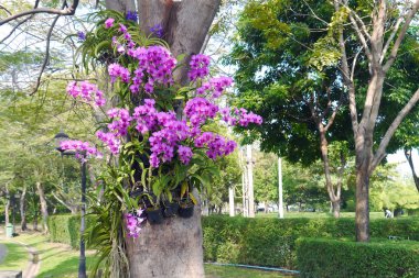 ağaç üzerinde pembe orkide.