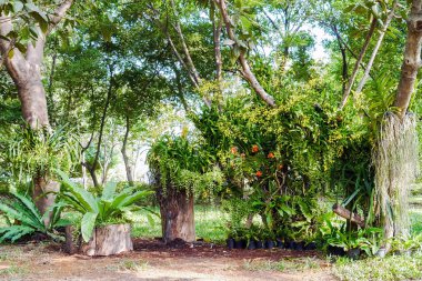 ağaç üzerinde pembe orkide.