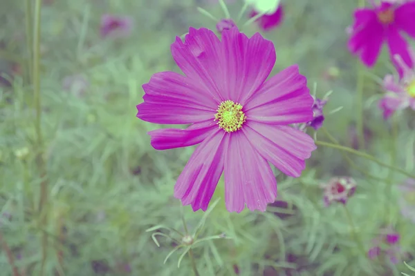 Cosmo rosa — Foto Stock