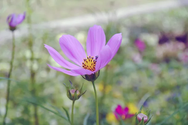 Pembe evren — Stok fotoğraf