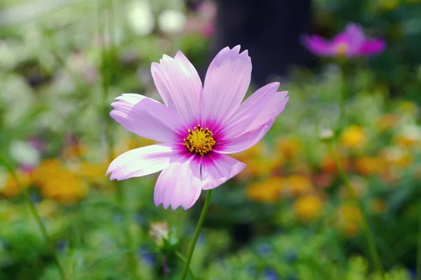 Pembe evren — Stok fotoğraf