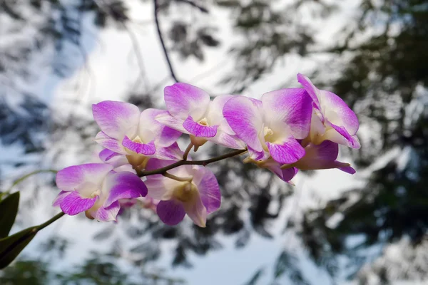 Růžová orchidej na stromě. — Stock fotografie