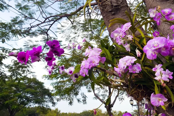 Pink orchid on tree. — Stock Photo, Image