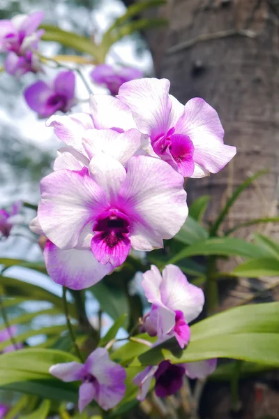 Ağaç üzerinde pembe orkide. — Stok fotoğraf