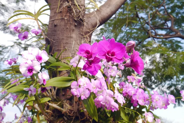 Orchidée rose sur l'arbre . — Photo