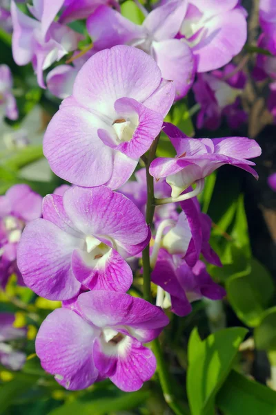 Orquídea rosa en el árbol . —  Fotos de Stock