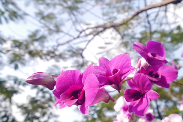 Orquídea rosa en el árbol . — Foto de Stock
