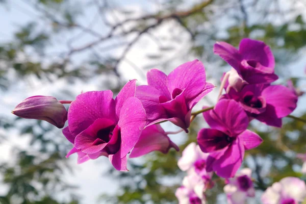 Orchidée rose sur l'arbre . — Photo