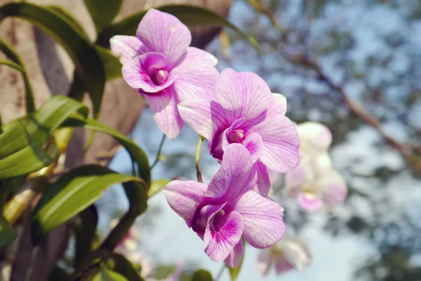 Růžová orchidej na stromě. — Stock fotografie